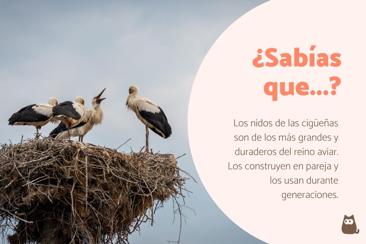 Curiosidades de las cigüeñas