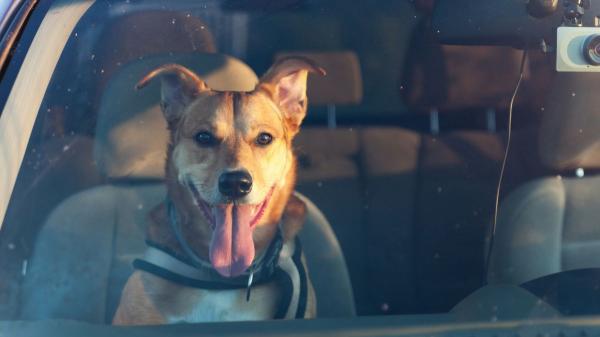 Si encuentras un perro encerrado en un coche: esto es lo que puedes hacer legalmente - Dejar a un perro encerrado en un coche es delito, según la nueva ley