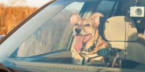 Si encuentras un perro encerrado en un coche: esto es lo que puedes hacer legalmente