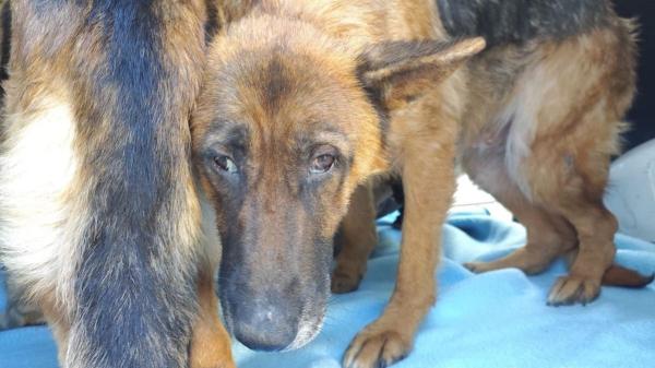 Rescatan 300 perros y gatos en estado crítico de un criadero de Málaga: dos personas han sido detenidas por maltrato animal - Animales enfermos, parásitos y un gato muerto en una jaula: el estado del criadero de Málaga