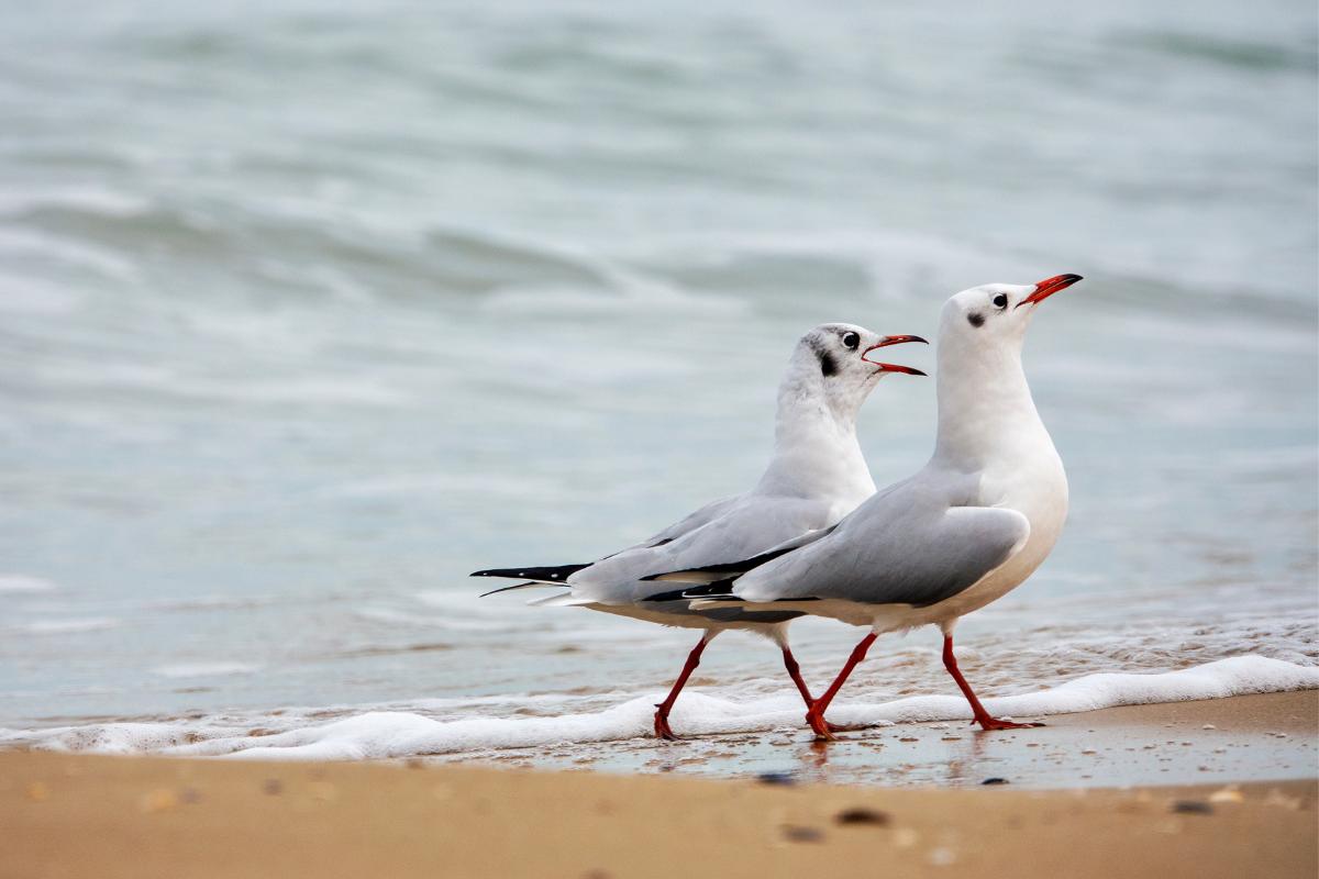 ¿Cuánto vive una gaviota?