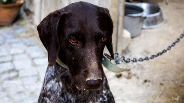 Rescatan 300 perros y gatos en estado crítico de un criadero de Málaga: dos personas han sido detenidas por maltrato animal - El maltrato animal en criaderos: un problema que se repite en distintos puntos de España