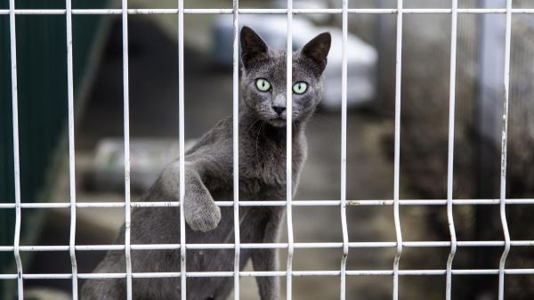 Rescatan 300 perros y gatos en estado crítico de un criadero de Málaga: dos personas han sido detenidas por maltrato animal - Esto es lo que dice la ley en España sobre los criaderos y el bienestar de los animales
