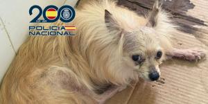 Rescatan 300 perros y gatos en estado crítico de un criadero de Málaga: dos personas han sido detenidas por maltrato animal