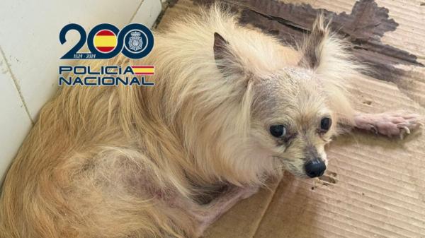 Rescatan 300 perros y gatos en estado crítico de un criadero de Málaga: dos personas han sido detenidas por maltrato animal