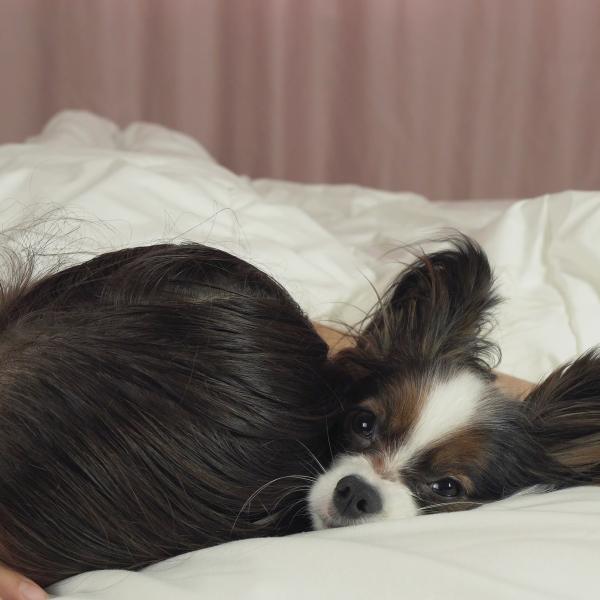 las pulgas pueden enfermar a un perro