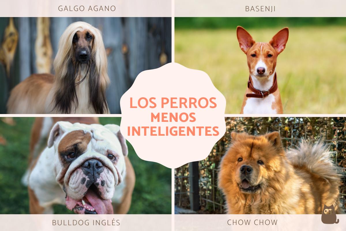 Razas de perros menos inteligentes