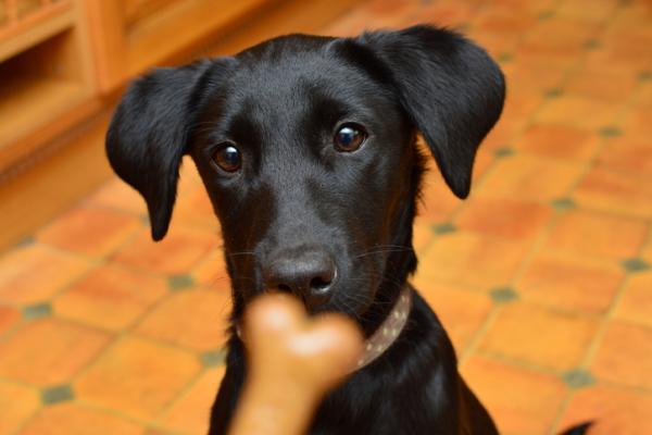¿Cómo preparar hígado de pollo para perros? - Receta de galletas de hígado para perros