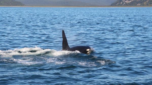 Una orca pasó 17 días sin separarse de su cría muerta: la historia que conmocionó al mundo y cambió la forma de entender el duelo animal - Así viven las familias de orcas durante toda su vida