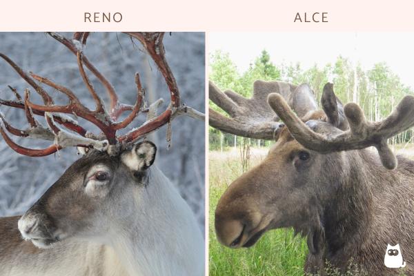 Diferencia entre reno y alce - ¿Cuál es la diferencia entre un reno y un alce?