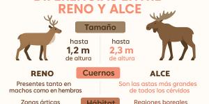 Diferencia entre reno y alce