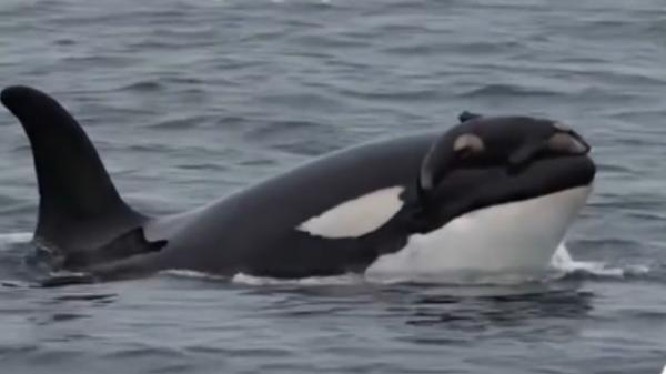 Una orca pasó 17 días sin separarse de su cría muerta: la historia que conmocionó al mundo y cambió la forma de entender el duelo animal - El caso de la orca Tahlequah: 17 días junto a su cría muerta y más de 1.600 kilómetros recorridos