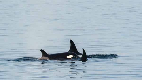Una orca pasó 17 días sin separarse de su cría muerta: la historia que conmocionó al mundo y cambió la forma de entender el duelo animal - Las orcas no son los únicos animales que hacen algo parecido
