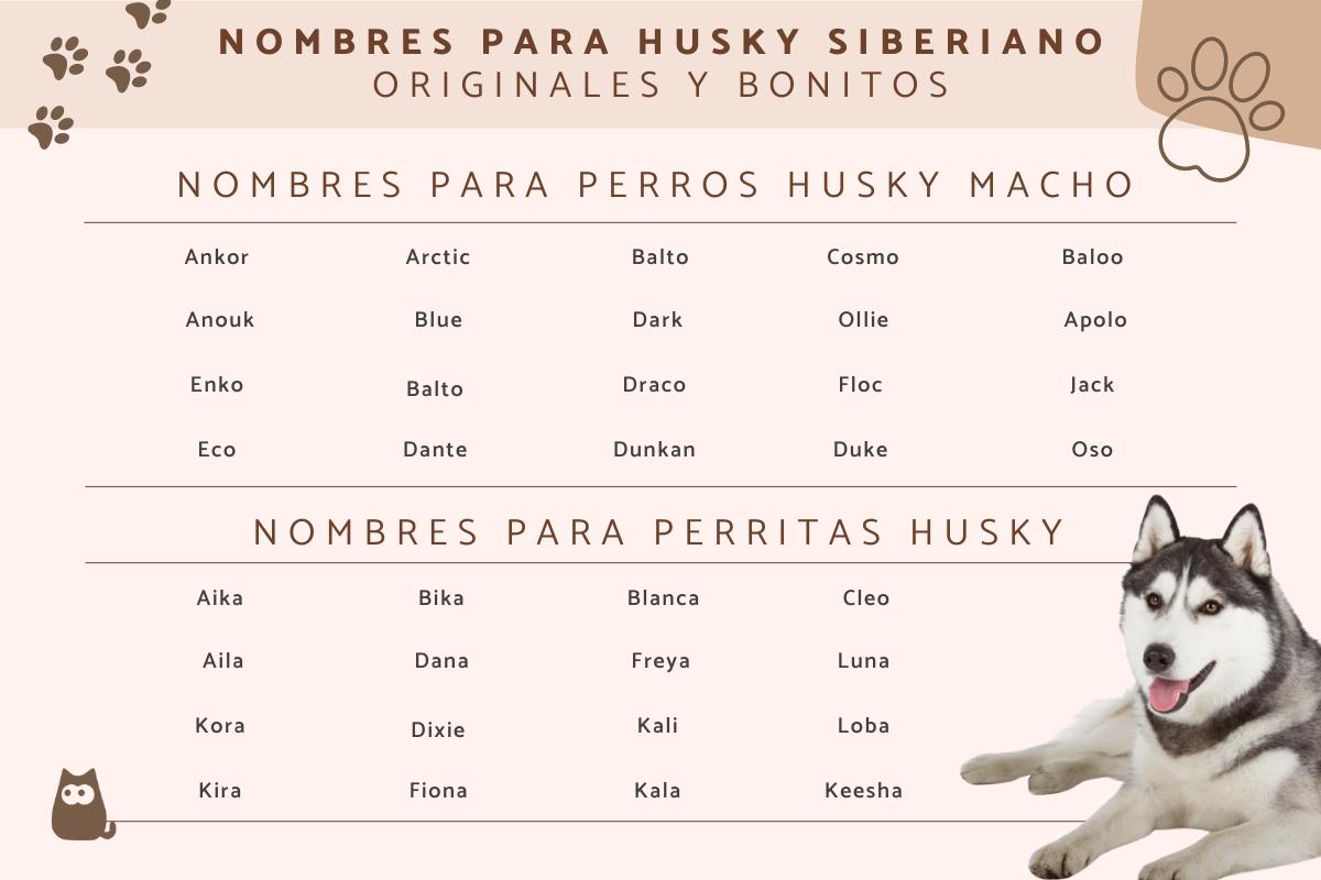 Nombres para perros husky siberiano
