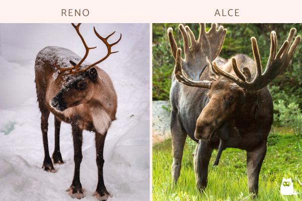 Diferencia entre reno y alce - ¿Tienen cuernos los renos y los alces?