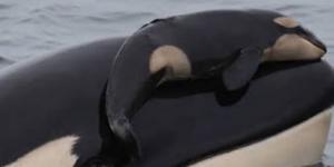 Una orca pasó 17 días sin separarse de su cría muerta: la historia que conmocionó al mundo y cambió la forma de entender el duelo animal