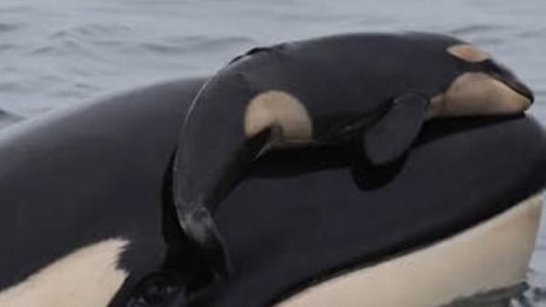 Una orca pasó 17 días sin separarse de su cría muerta: la historia que conmocionó al mundo y cambió la forma de entender el duelo animal