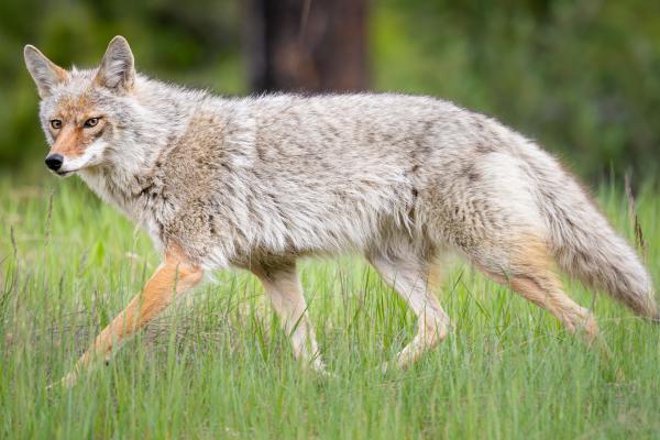 ¿Dónde viven los coyotes? - ¿Cómo es el hábitat de los coyotes?