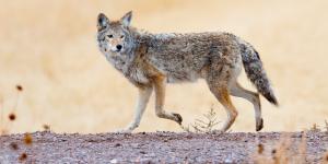 ¿Dónde viven los coyotes?