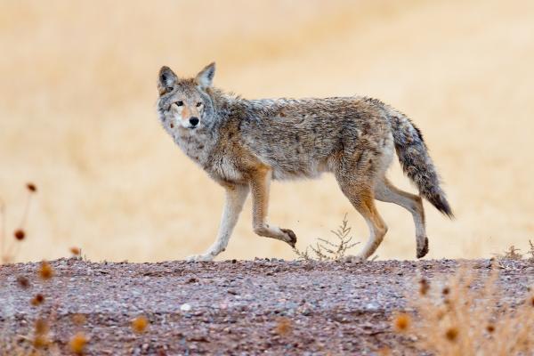 ¿Dónde viven los coyotes?
