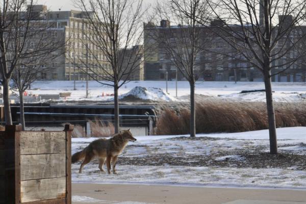 ¿Dónde viven los coyotes? - ¿Es peligroso tener coyotes cerca de casa?