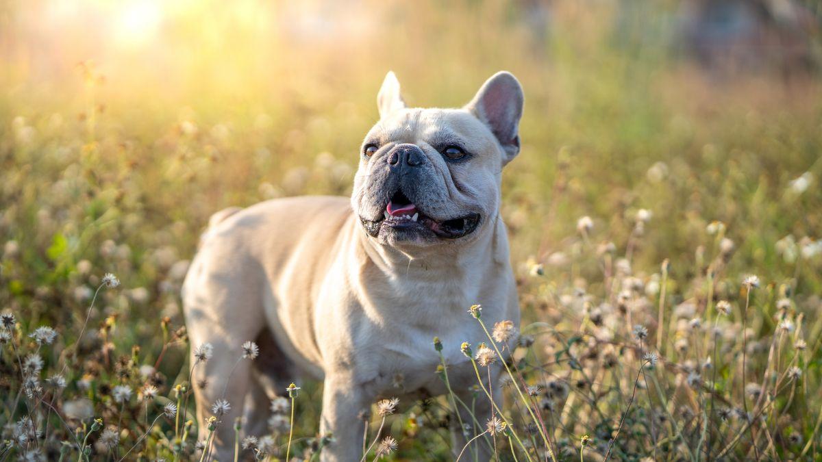 Estas son las razas de perro que más roban en Europa y por qué las buscan las mafias