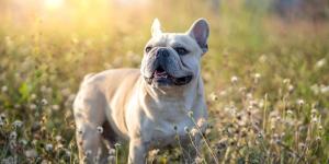 Estas son las razas de perro que más roban en Europa y por qué las buscan las mafias