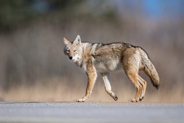 ¿Dónde viven los coyotes? - ¿Los coyotes viven cerca de ciudades o zonas urbanas?