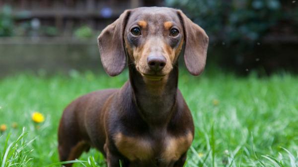 Estas son las razas de perro que más roban en Europa y por qué las buscan las mafias - Qué ocurre con los perros robados: reventa, cría clandestina y traslado a otros países