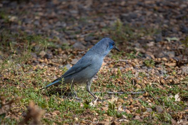 Córvidos: tipos y características - Características de los córvidos