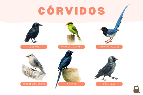 Córvidos: tipos y características