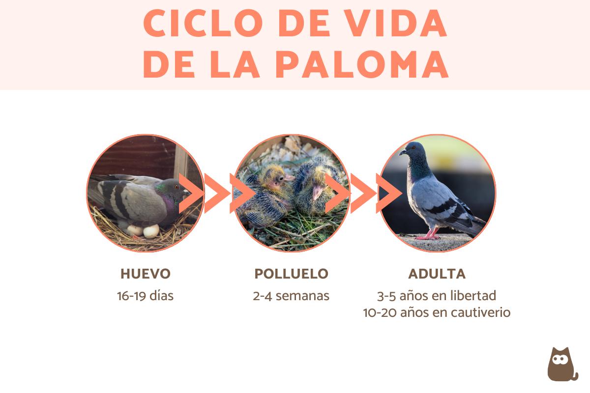 ¿Cuánto viven las palomas?