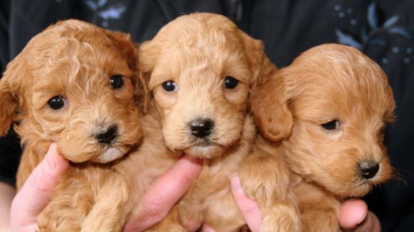 La UE endurece las normas para la cría de perros y gatos y, a partir de 2028, no podrán tener más de tres camadas en dos años - El objetivo de la UE: acabar con las malas prácticas en la cría de perros y gatos