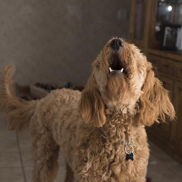 por que mi perro nunca ladra