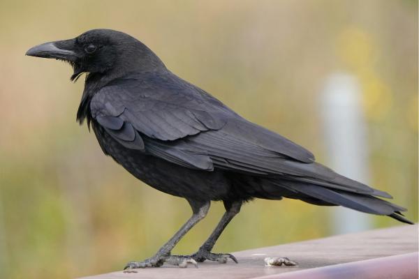 Córvidos: tipos y características - ¿Qué son los córvidos? 