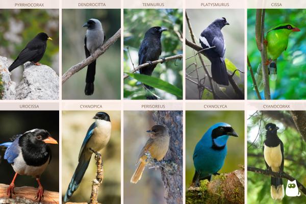 Córvidos: tipos y características - Tipos de córvidos