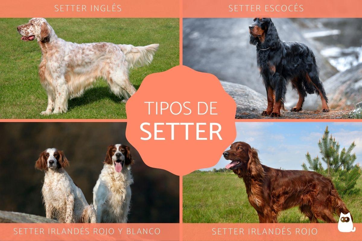 Tipos de setter