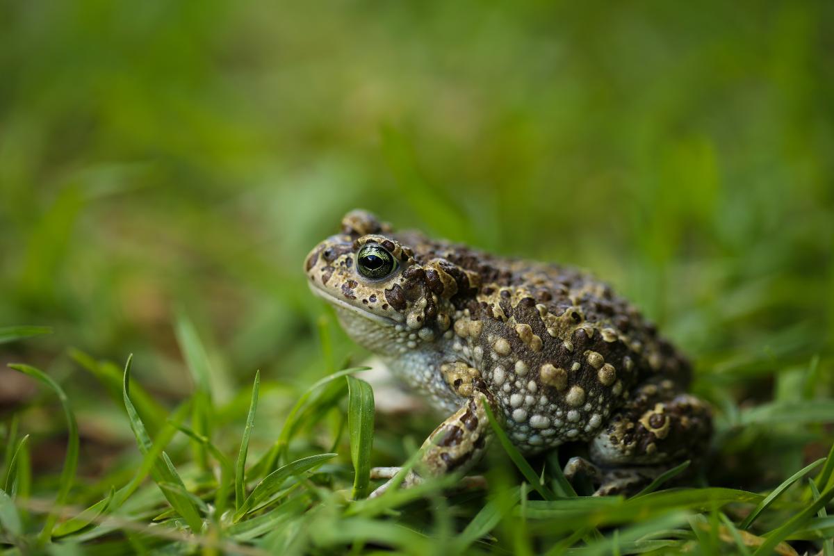 ¿Cómo ahuyentar sapos?