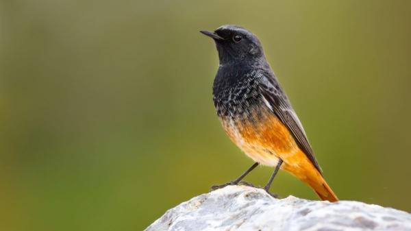 Si ves un pequeño pájaro con la cola roja cerca de casa este otoño, probablemente sea un colirrojo: esto significa su presencia - La cola rojiza no es la única pista: así puedes reconocer al colirrojo