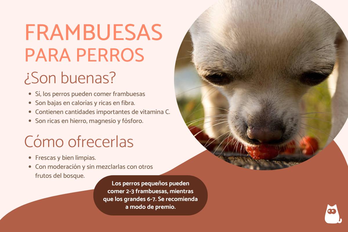 ¿Los perros pueden comer frambuesas?