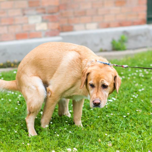 cuánto tiempo después de comer un perro necesita hacer caca
