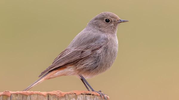 Si ves un pequeño pájaro con la cola roja cerca de casa este otoño, probablemente sea un colirrojo: esto significa su presencia - Si aparece un colirrojo en tu jardín, lo mejor es dejarlo tranquilo
