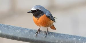 Si ves un pequeño pájaro con la cola roja cerca de casa este otoño, probablemente sea un colirrojo: esto significa su presencia