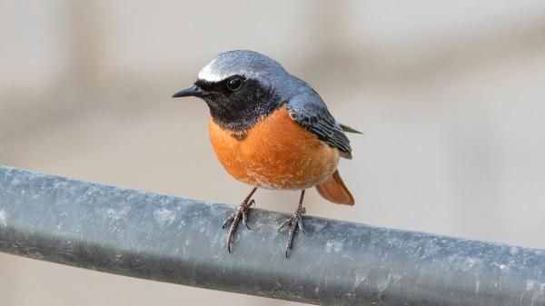 Si ves un pequeño pájaro con la cola roja cerca de casa este otoño, probablemente sea un colirrojo: esto significa su presencia