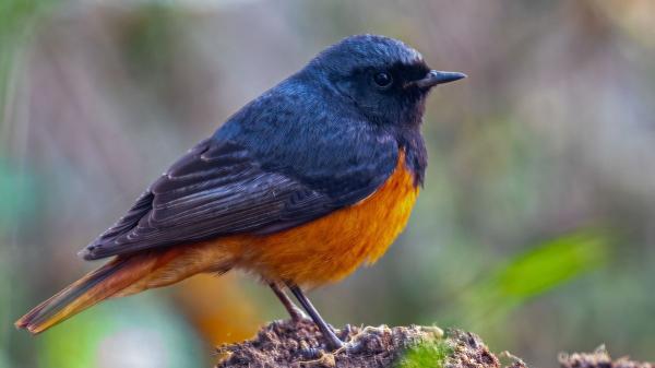 Si ves un pequeño pájaro con la cola roja cerca de casa este otoño, probablemente sea un colirrojo: esto significa su presencia - Un jardín abierto, con piedras y muros, puede ser perfecto para el colirrojo