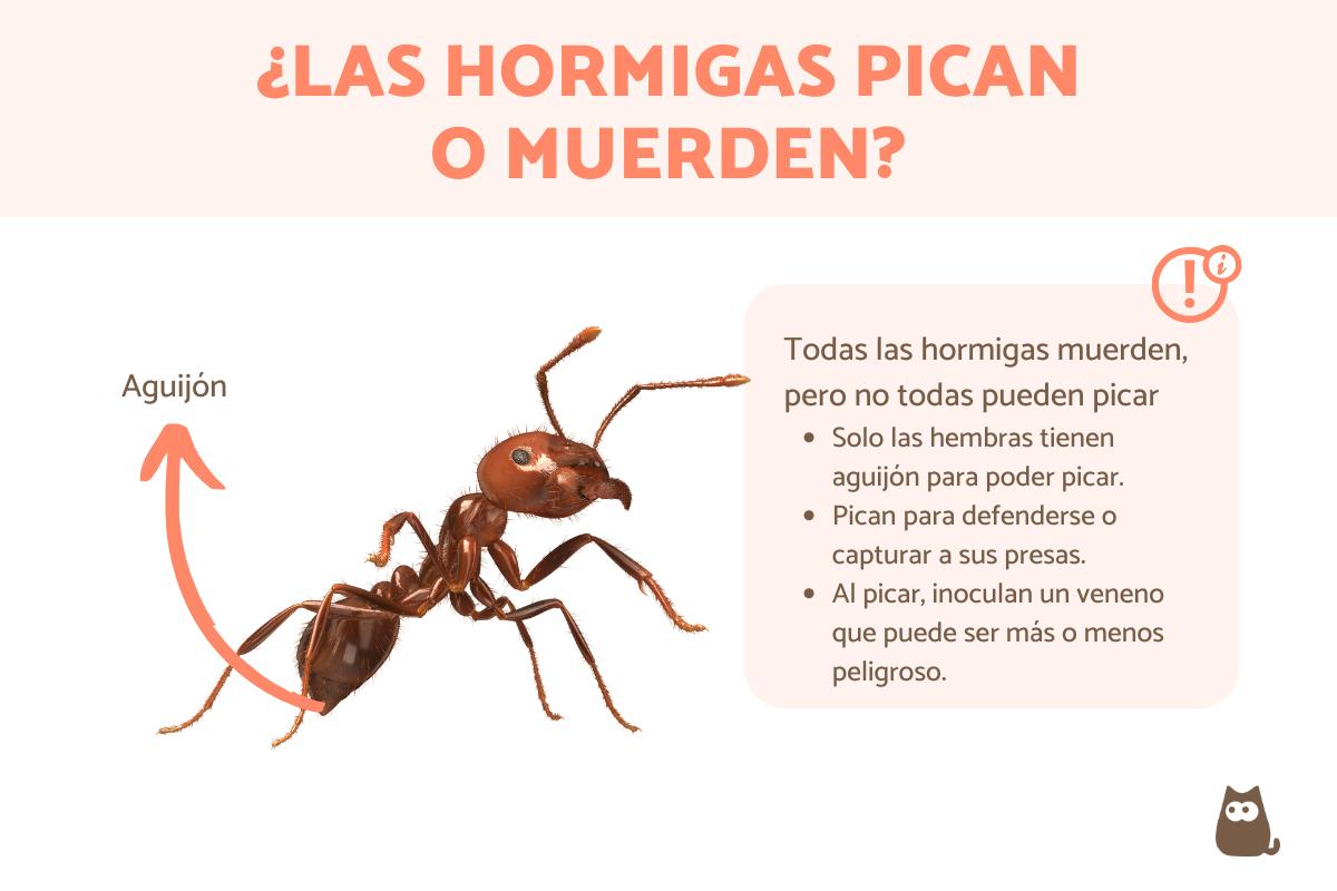 ¿Las hormigas pican?