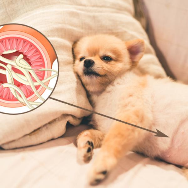 puedes contraer lombrices intestinales de tu perro