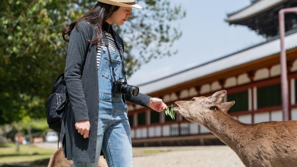 Qué significa realmente que los animales se acerquen a ti (no es casualidad) - Asociación con alimento: el factor más determinante