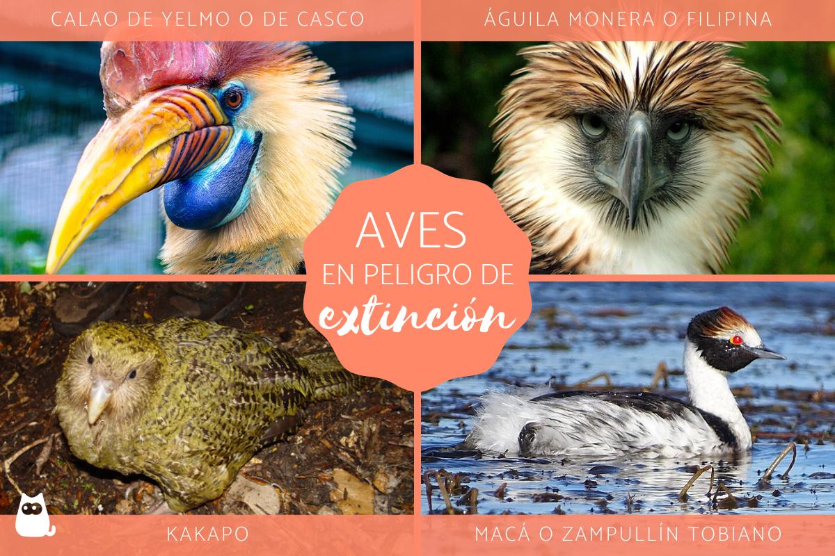 Aves en mayor peligro de extinción