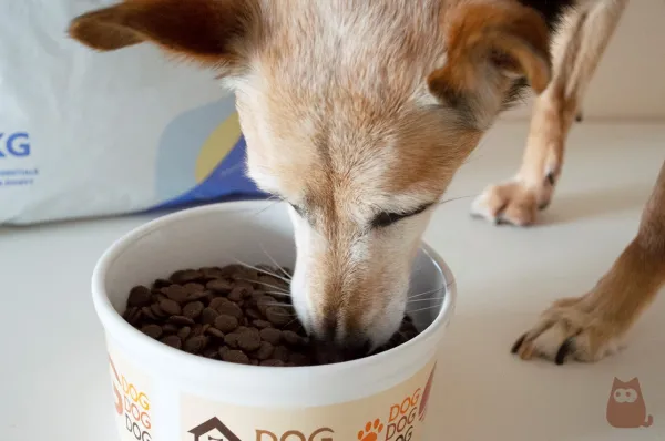 el salmón es malo para los perros